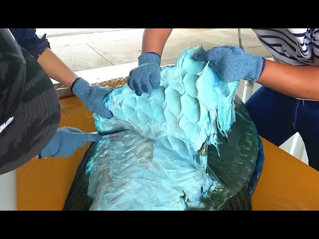男子花重金买下一条“大鱼”,撕下鱼皮后,竟然发现肉是蓝色的!